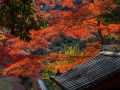 article14_japon-momiji-mt-shosha-22