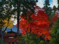 article14_japon-momiji-mt-shosha-26