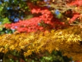 article14_japon-momiji-mt-shosha-29