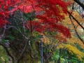 article14_japon-momiji-mt-shosha-33