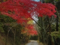article14_japon-momiji-mt-shosha-34