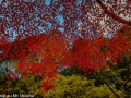 article14_japon-momiji-mt-shosha-35