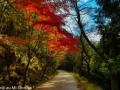 article14_japon-momiji-mt-shosha-36