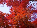 article14_japon-momiji-mt-shosha-7