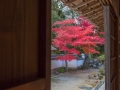 article14_japon-momiji-mt-shosha-9