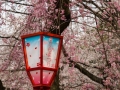 sakura_03042014-7v0b4185