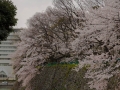 sakura_03042014-7v0b4206