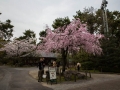 sakura_03042014-7v0b4218