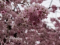 sakura_03042014-7v0b4219