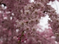 sakura_03042014-7v0b4221