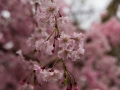 sakura_03042014-7v0b4222