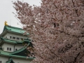 sakura_03042014-7v0b4560