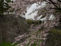 sakura_03042014-7v0b4571