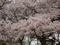 sakura_03042014-7v0b4577