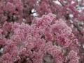 sakura_03042014-7v0b4579