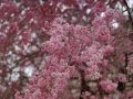 sakura_03042014-7v0b4584