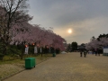 sakura_03042014-7v0b4585