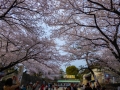 sakura_03042014-p1010618