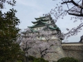 sakura_03042014-p1010634