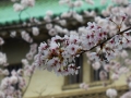 sakura_03042014-p1010637