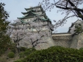 sakura_03042014-p1010638