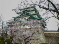 sakura_03042014-p1010639