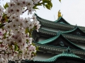 sakura_03042014-p1010664