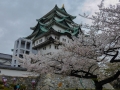 sakura_03042014-p1010668