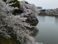 sakura_03042014-p1010678