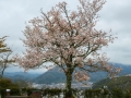 sakura_uwajima30032014-7v0b1402