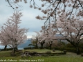 sakura_uwajima30032014-7v0b1453