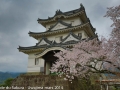 sakura_uwajima30032014-7v0b1462