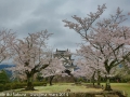 sakura_uwajima30032014-7v0b1469