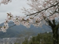 sakura_uwajima30032014-7v0b1490