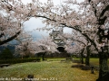 sakura_uwajima30032014-7v0b1496