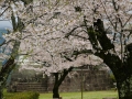 sakura_uwajima30032014-7v0b1537