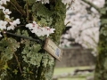 sakura_uwajima30032014-7v0b1562