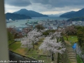 sakura_uwajima30032014-7v0b1679