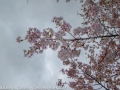 sakura_uwajima30032014-p1000726