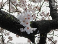 sakura_uwajima30032014-p1000729