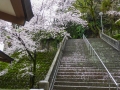 sakura_uwajima30032014-p1000773