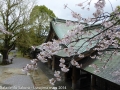 sakura_uwajima30032014-p1000782