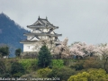 sakura_uwajima30032014-p1000795