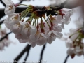 sakura_uwajima30032014-p1000818