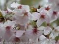 sakura_uwajima30032014-p1000830