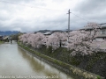 sakura_uwajima30032014-p1000877