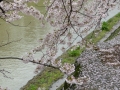 sakura_uwajima30032014-p1000894