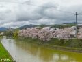 sakura_uwajima30032014-p1000911