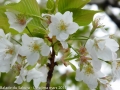 sakura_uwajima30032014-p1000922-modifier