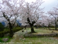 sakura_uwajima30032014-p1000938